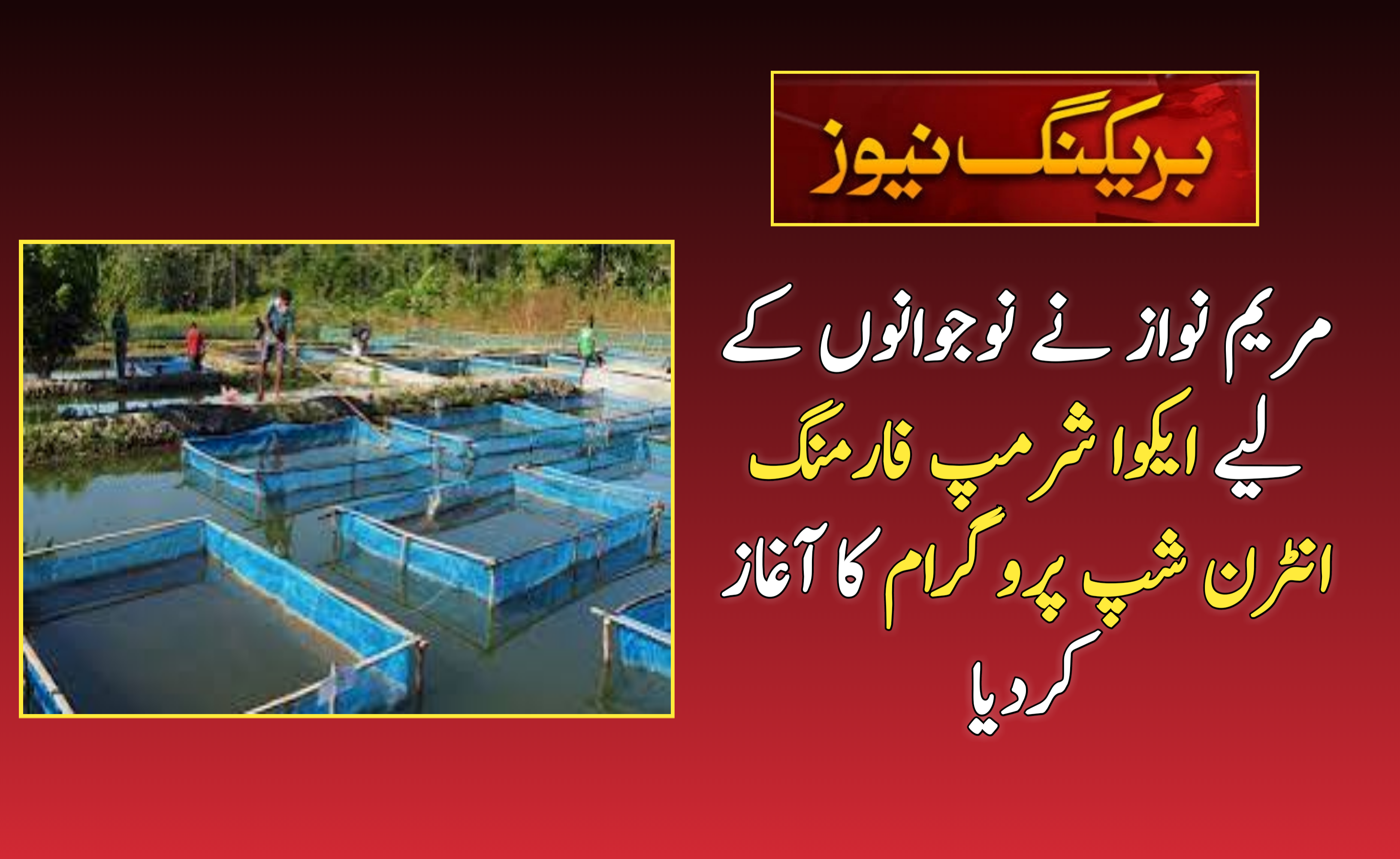 Shrimp Farming Internship Program